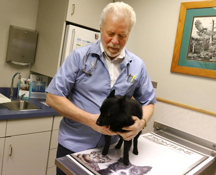 Dr Ross Holding Dog