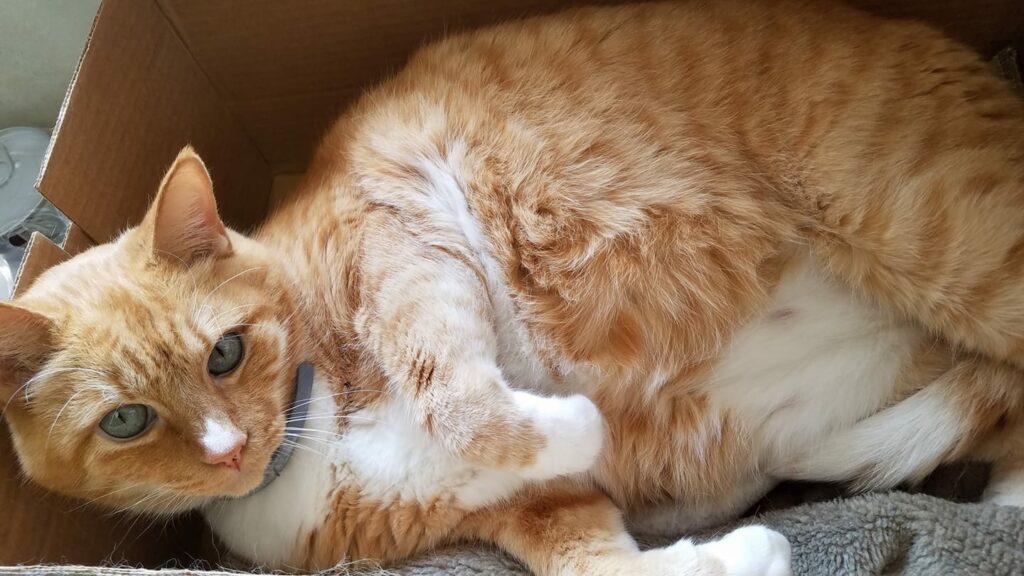 Henry laying down