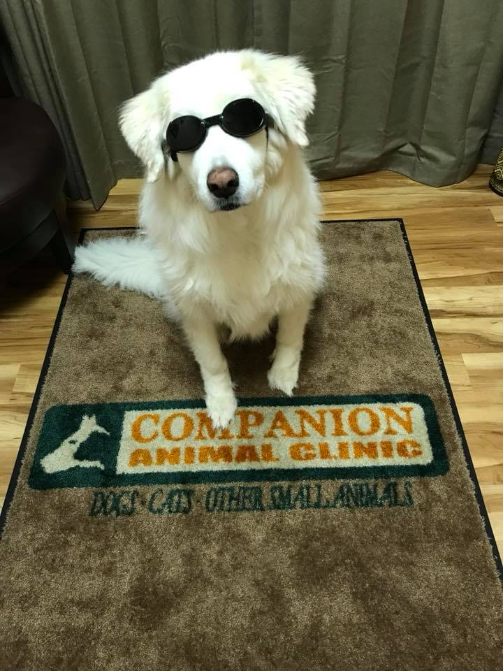 Dog With Glasses